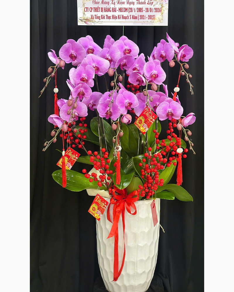  Chậu Lan Hồ Điệp Đắc Lộc - LHĐ188 