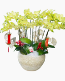  Chậu Hoa Lan Hồ Điệp Vạn Hạnh - LHĐ84 