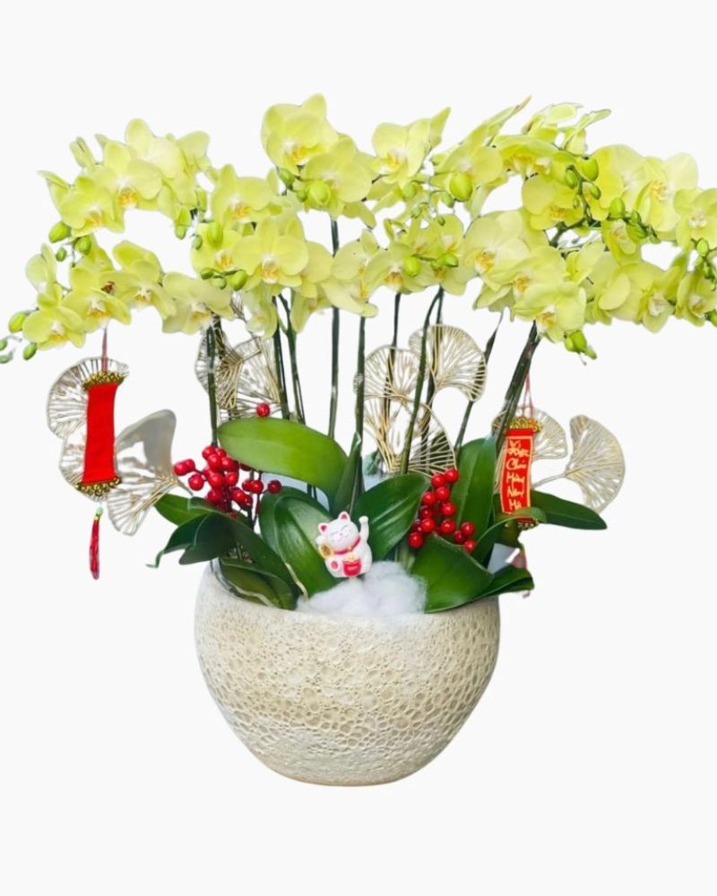  Chậu Hoa Lan Hồ Điệp Vạn Hạnh - LHĐ84 