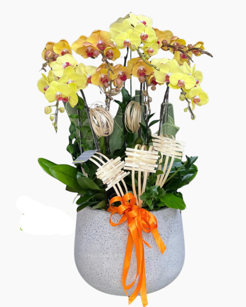  Chậu Lan Thịnh Vượng-LHĐ121 