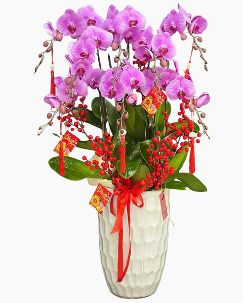 Chậu Hoa Lan: Chậu Lan Hồ Điệp Đắc Lộc - LHĐ188