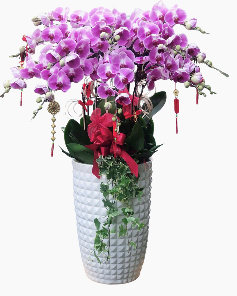  Chậu Lan Hồ Điệp Xuân An - LHĐ163 