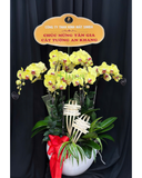  Chậu Lan Sắc Vàng-LHĐ124 