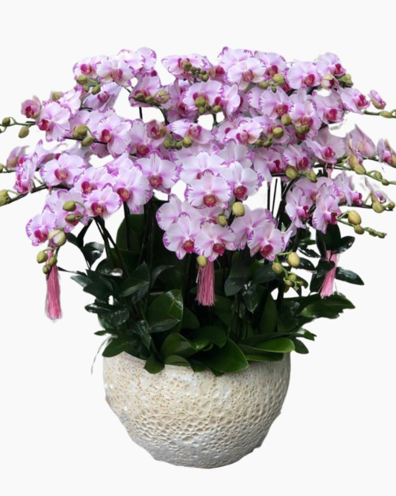  Chậu Hoa Lan Hồ Điệp Vàng Màu Cánh Bướm - LHĐ78 