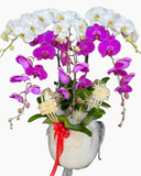  Chậu Lan Hồ Điệp Tinh Anh - LHĐ199 