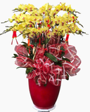  Chậu Lan Hồ Điệp Vượng Gia - LHĐ164 