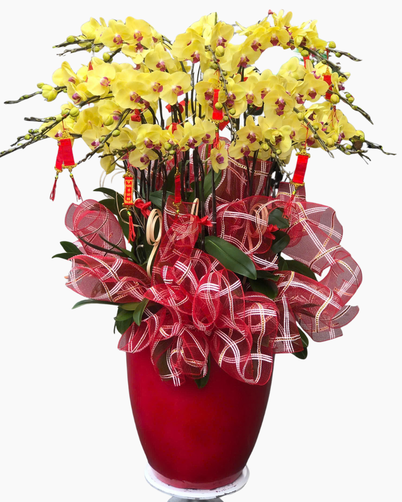  Chậu Lan Hồ Điệp Vượng Gia - LHĐ164 