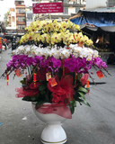  Chậu Lan Hồ Điệp An Khang - LHĐ165 