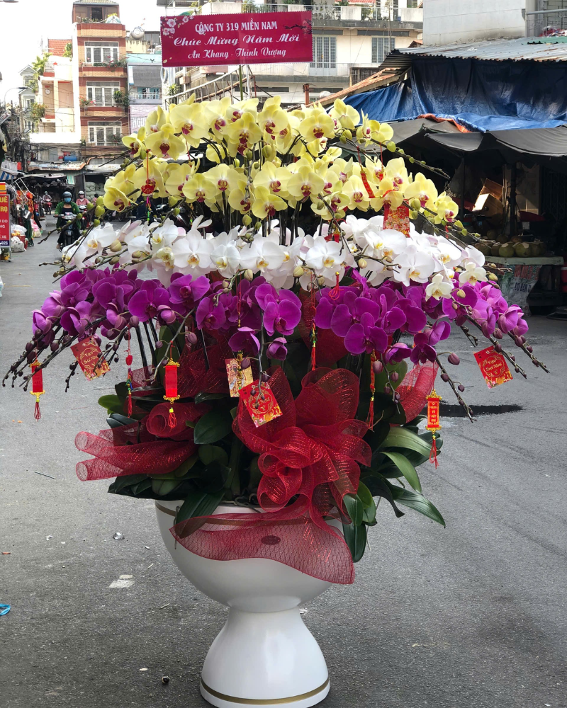  Chậu Lan Hồ Điệp An Khang - LHĐ165 