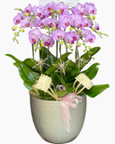  Chậu Lan Hồ Điệp Tỏa Sáng - LHĐ200 