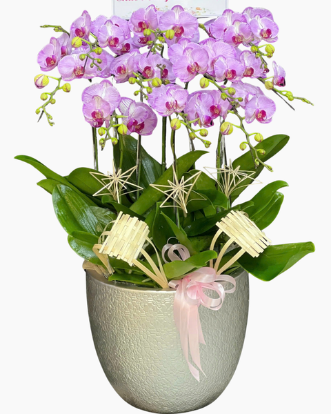 Chậu Hoa Lan: Chậu Lan Hồ Điệp Tỏa Sáng - LHĐ200