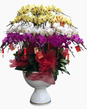  Chậu Lan Hồ Điệp An Khang - LHĐ165 