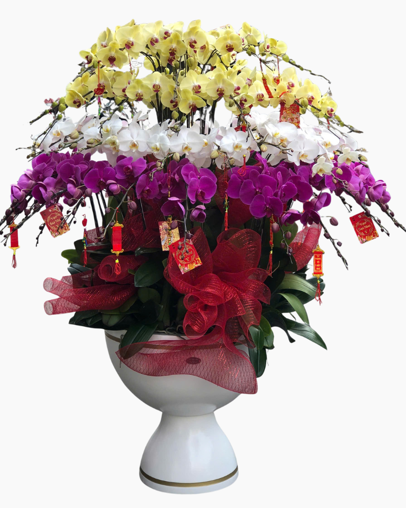  Chậu Lan Hồ Điệp An Khang - LHĐ165 