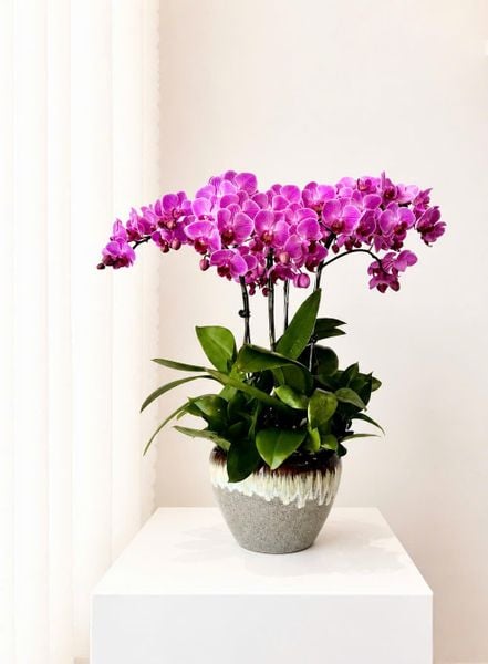 Chậu Hoa Lan Hồ Điệp Mini Nhiều Cành Đẹp, Giá Rẻ: Chậu Lan Hồ Điệp Tử Vân Thịnh Vượng - LHD244