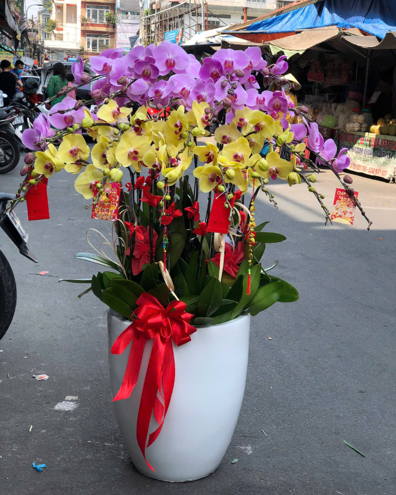  Chậu Lan Hồ Điệp Ngọc Thịnh - LHĐ166 