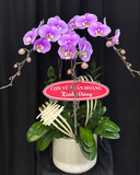  Chậu Lan Tím Thuỷ Chung-LHĐ122 