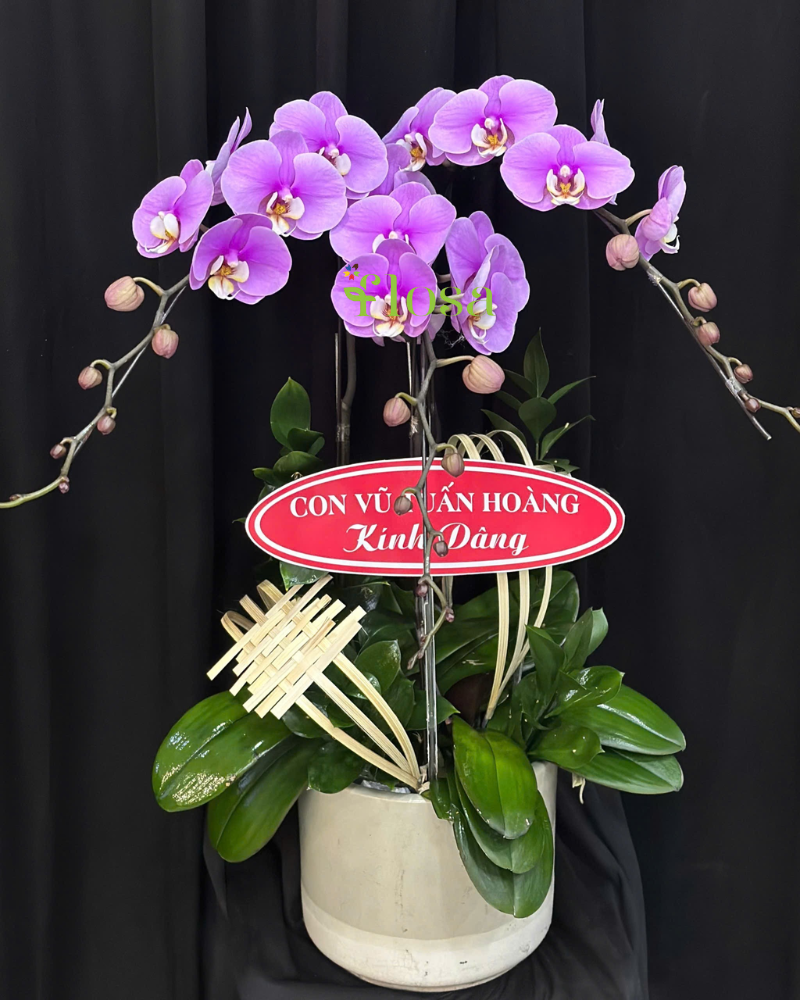  Chậu Lan Tím Thuỷ Chung-LHĐ122 