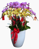  Chậu Lan Hồ Điệp Ngọc Thịnh - LHĐ166 