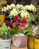  Chậu Hoa Lan Hồ Điệp Xuân Sang - LHĐ86 