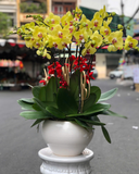  Chậu Lan Hồ Điệp Gia Hưng - LHĐ167 