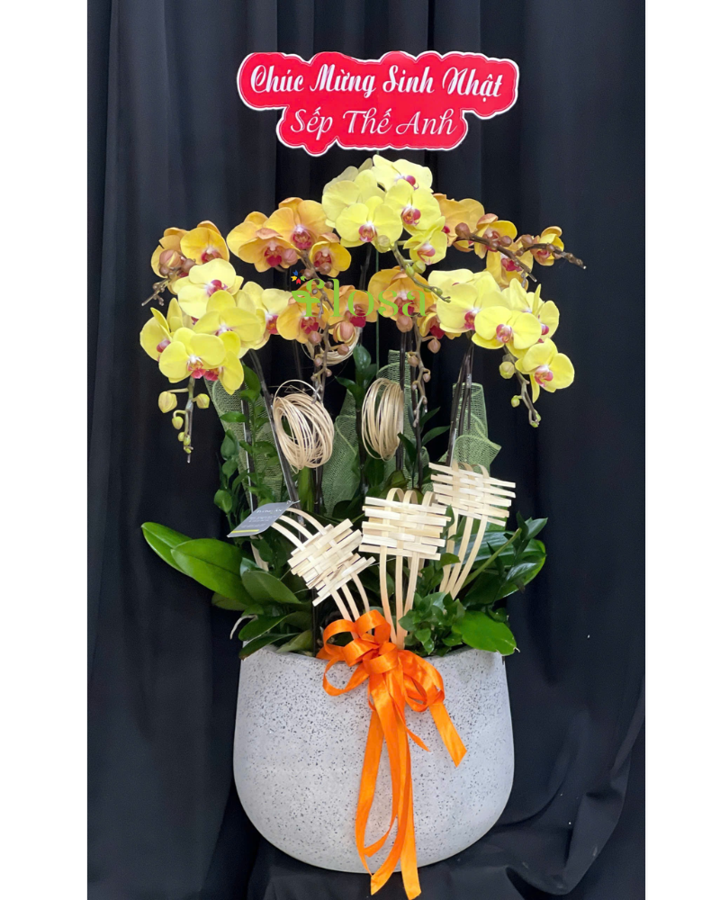  Chậu Lan Thịnh Vượng-LHĐ121 