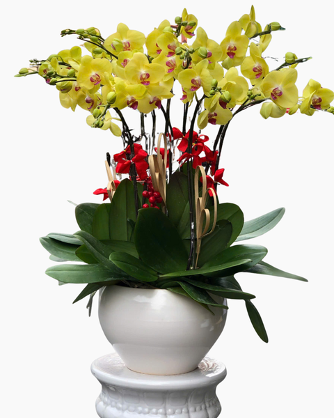 Lan Điệp Gia Hưng - LHĐ167