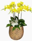  Chậu Lan Hồ Điệp Tinh Túy - LHĐ204 