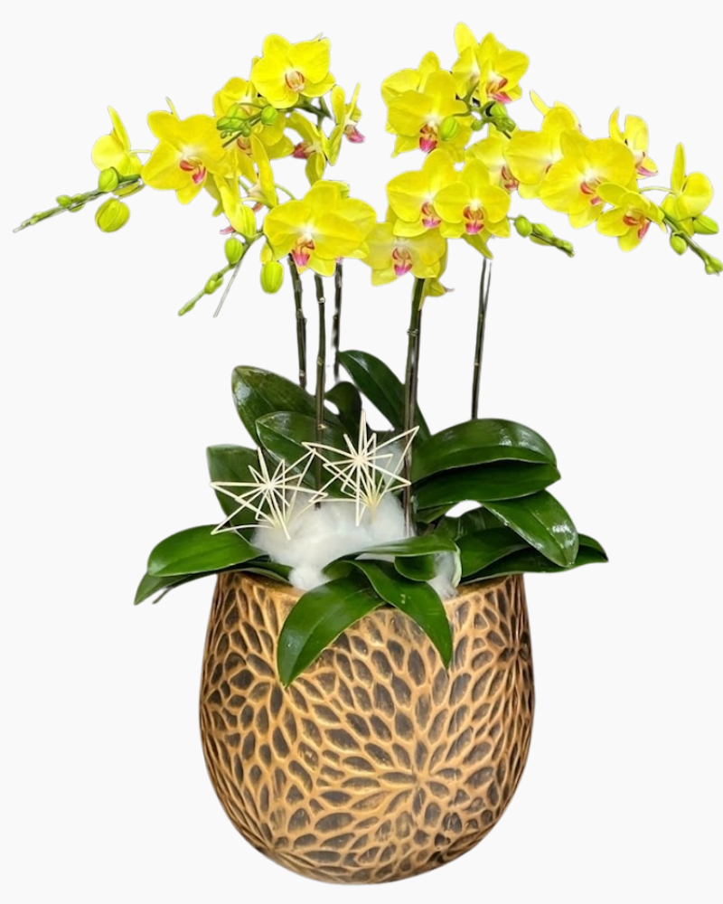  Chậu Lan Hồ Điệp Tinh Túy - LHĐ204 