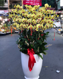  Chậu Lan Hồ Điệp Ngọc Xuân - LHĐ168 