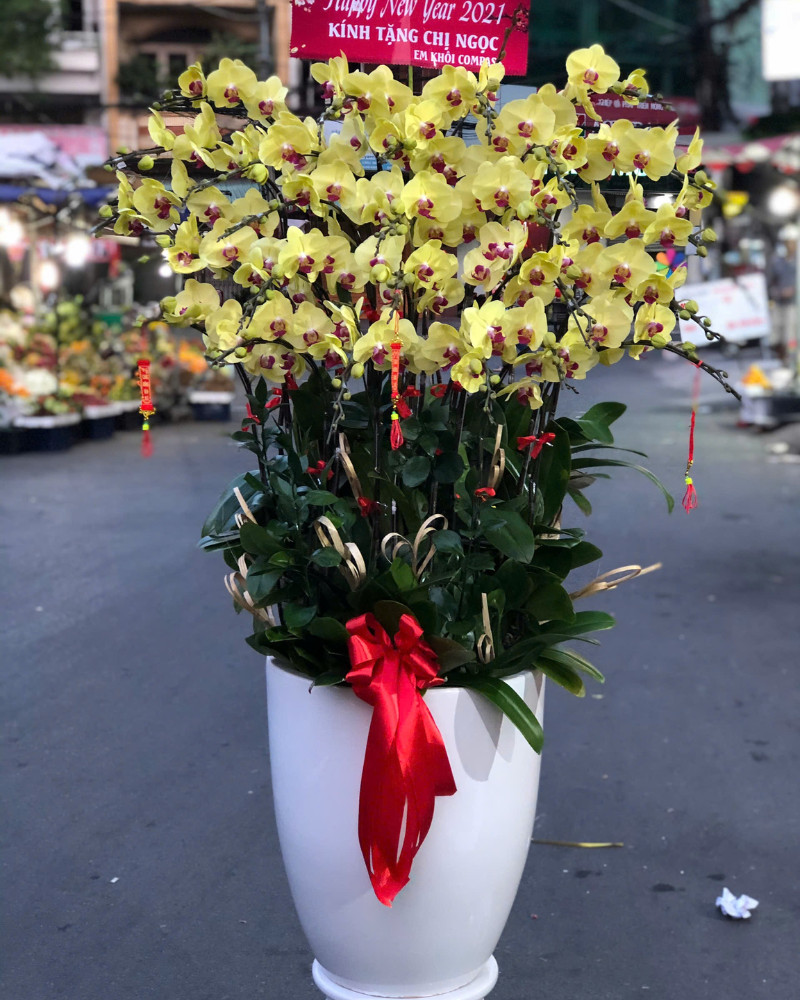  Chậu Lan Hồ Điệp Ngọc Xuân - LHĐ168 