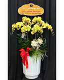  Chậu Lan Hồ Điệp Phát Tài - LHĐ120 