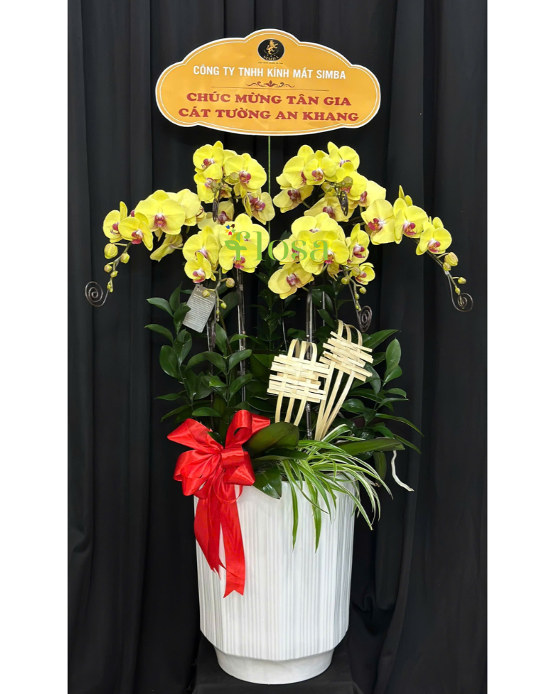  Chậu Lan Hồ Điệp Phát Tài - LHĐ120 