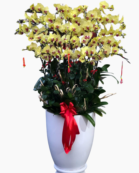 Lan Điệp Ngọc Xuân - LHĐ168