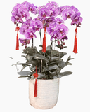  Chậu Lan Hồ Điệp Ngọc Phúc - LHĐ148 