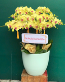  Chậu Lan Hồ Điệp Vàng Lộc  - LHĐ134 