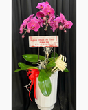  Chậu Lan Hồ Điệp Đại Phát  - LHĐ192 