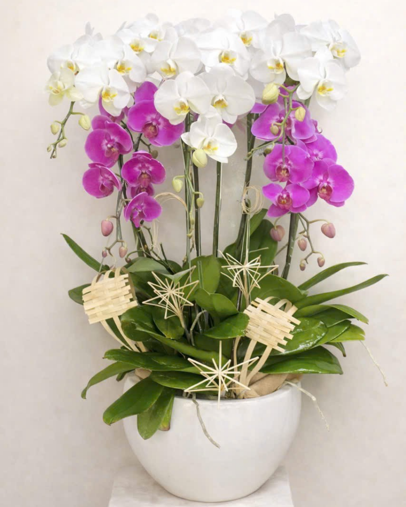  Chậu Lan Hồ Điệp Phúc Lộc  - LHĐ172 