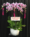  Chậu Lan Hồ Điệp Cát Khánh- LHĐ149 