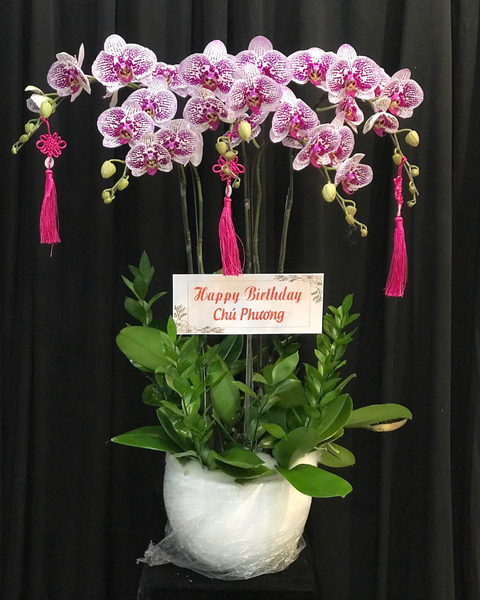 Lan Xuân Cát Khánh- LHĐ149