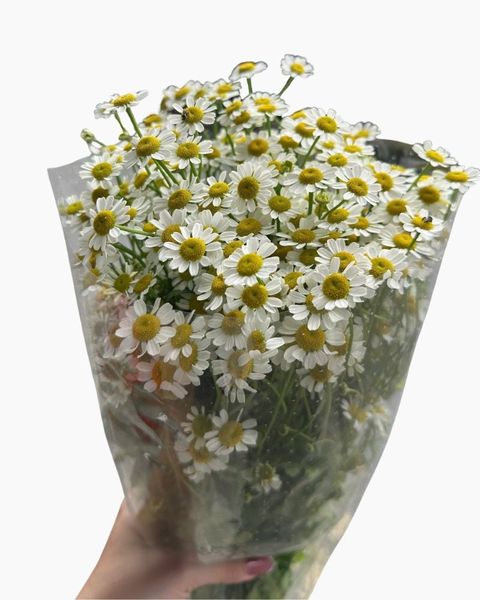 Mẫu Hoa Cúc: Hoa Cúc Tana - HCC01