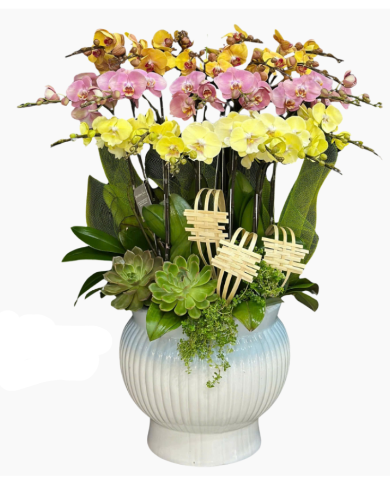  Chậu Lan Hồ Điệp Sắc Màu-LHĐ118 