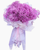  Giấc Mơ Màu Hồng - HBT79 