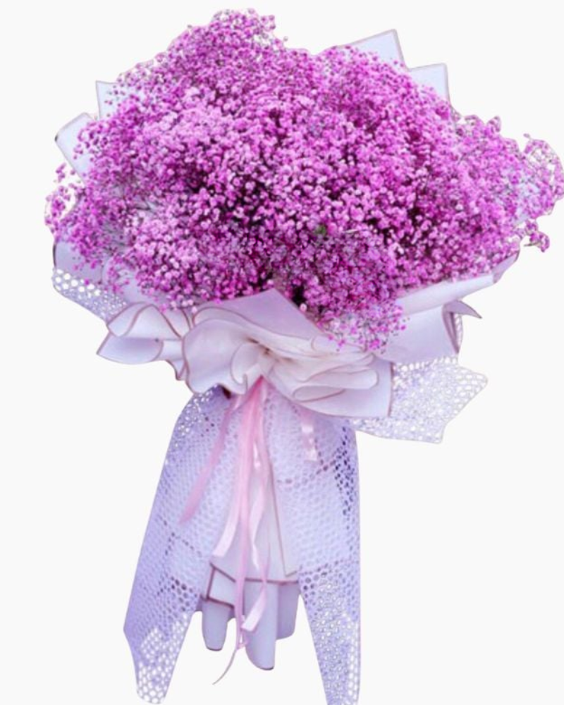  Giấc Mơ Màu Hồng - HBT79 