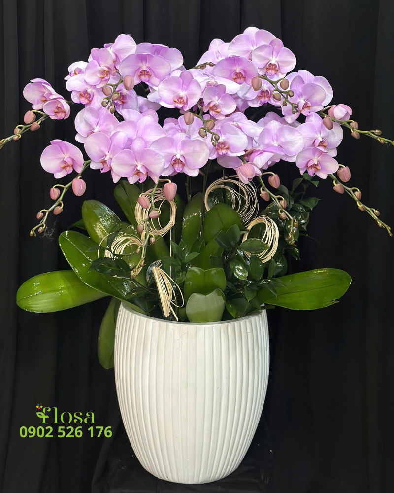  Chậu Lan Hồng  - LHĐ131 