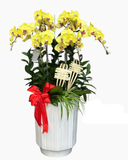  Chậu Lan Hồ Điệp Phát Tài - LHĐ120 