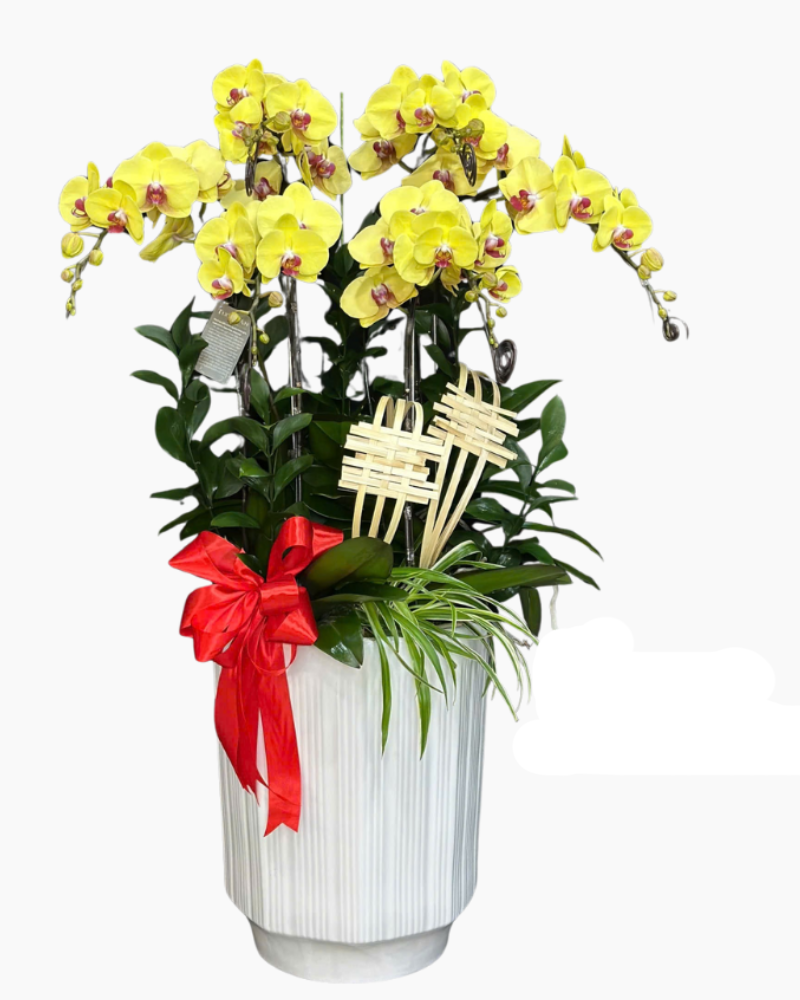  Chậu Lan Hồ Điệp Phát Tài - LHĐ120 