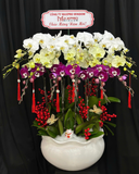  Chậu Lan Hồ Điệp Bạch Ngọc - LHĐ189 