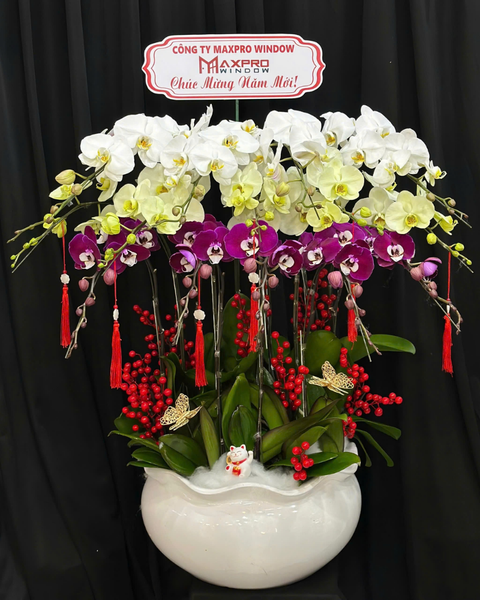 Chậu Hoa Lan: Chậu Lan Hồ Điệp Bạch Ngọc - LHĐ189