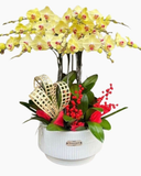  Chậu Hoa Lan Hồ Điệp Vàng 12 Cành - LHĐ111 