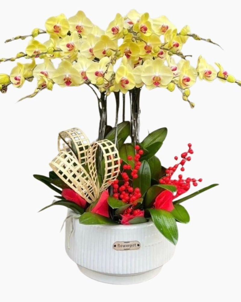  Chậu Hoa Lan Hồ Điệp Vàng 12 Cành - LHĐ111 